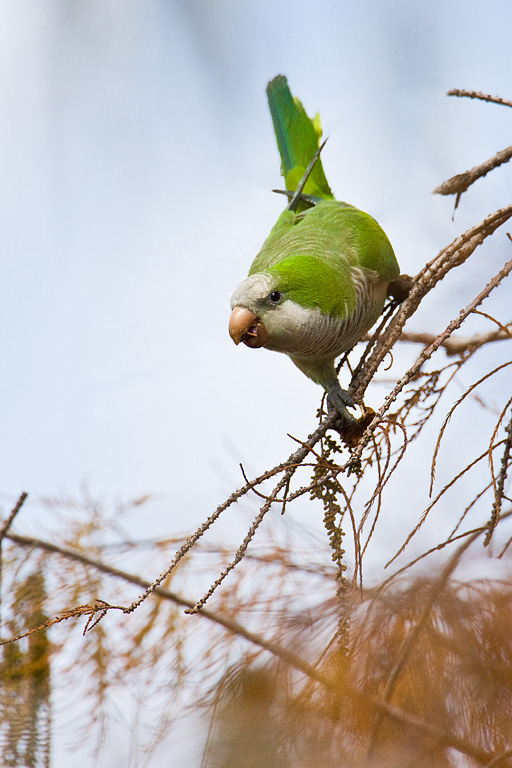Monk Parakeet (Myiopsitta monachus)